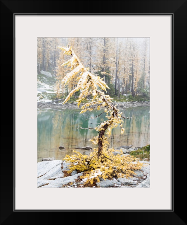 Washington State, Alpine Lakes Wilderness. Enchantment Lakes, larch trees and snow