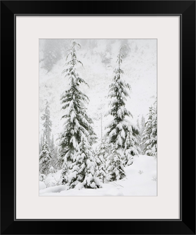 Washington State, Central Cascades, Snow Covered Fir Trees