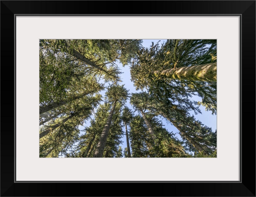USA, Washington State, Olympic National Park. Looking up at conifer trees. Credit: Don Paulson