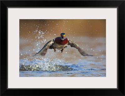 Washington State, Wood Duck, male, flight take-off