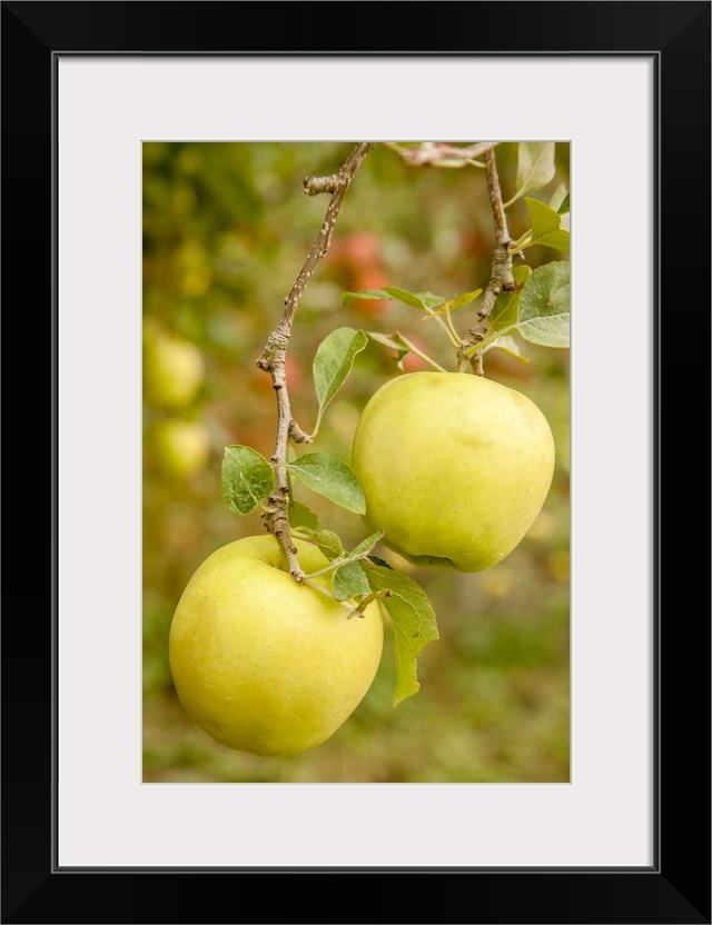 Wenatchee, Washington State, USA. Golden Delicious Apples on the tree. United States, Washington State.