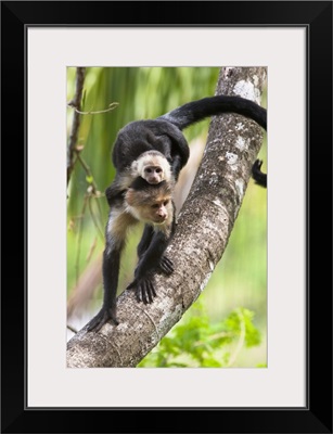 White-headed Capuchin monkey with baby, Corcovado National Park, Costa Rica