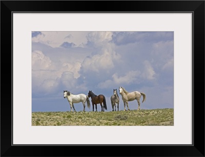 Wild horses and building storm clouds, Wyoming