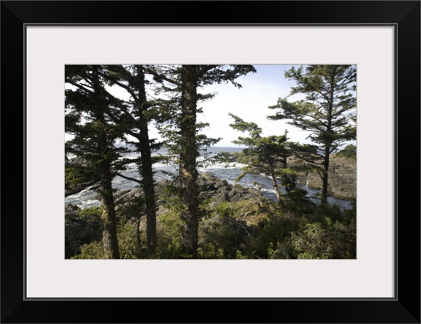 Along the Wild Pacific Trail, Pacific Rim National Park Reserve, Ucluelet, British Columbia, Canada, September 2006