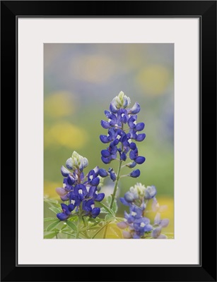 Wildflower field with Texas Bluebonnet, Comal County, Hill Country, Texas March