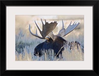 Wyoming, Grand Teton National Park, Bull Moose, (Alces alces)