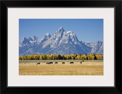Wyoming, Grand Teton National Park, Teton Range and Cottonwood trees and horses