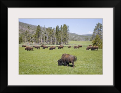 Wyoming, Yellowstone National Park, Bison herd, at Gibbon Meadows