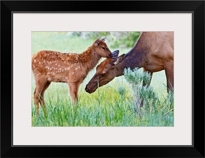 Wyoming, Yellowstone National Park, elk cow licking calf