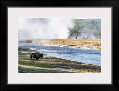 Yellowstone National Park, American Bison Bull At Firehole River, Midway Geyser Basin