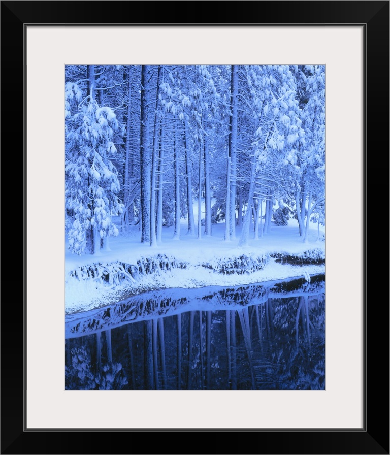 Yosemite National Park, California, Fresh snow on conifers along Merced River