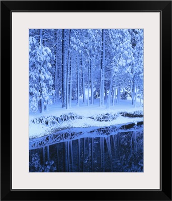 Yosemite National Park, California, Fresh snow on conifers along Merced River