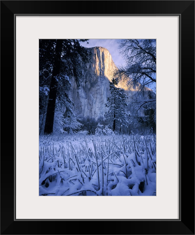Yosemite National Park, California. USA. Morning light on El Capitan above fresh snow on sedges. Yosemite Valley. Sierra N...