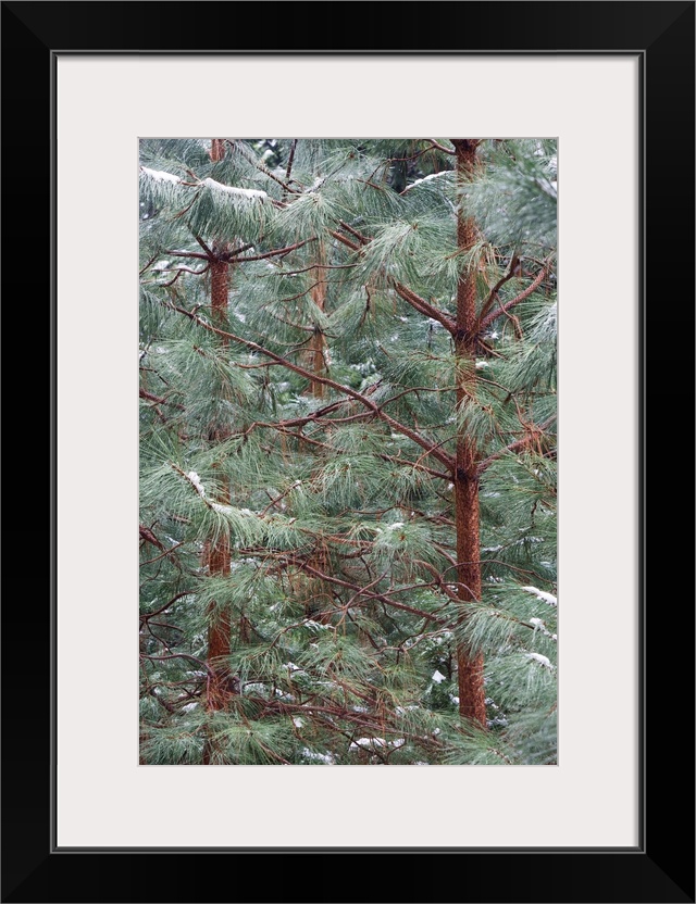 Young Ponderosa Pine trees (Pinus benthamiana Hartw.) covered with snow, Yosemite National Park, California.