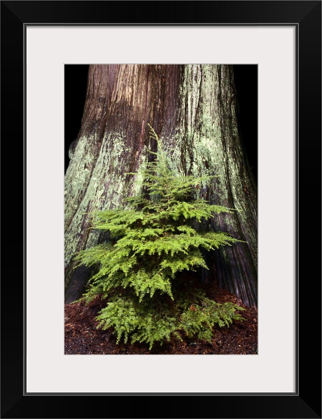 Young western hemlock, Tsuga heterophylla, and western red cedar, Thuja plicata, Stanley Park, British Columbia