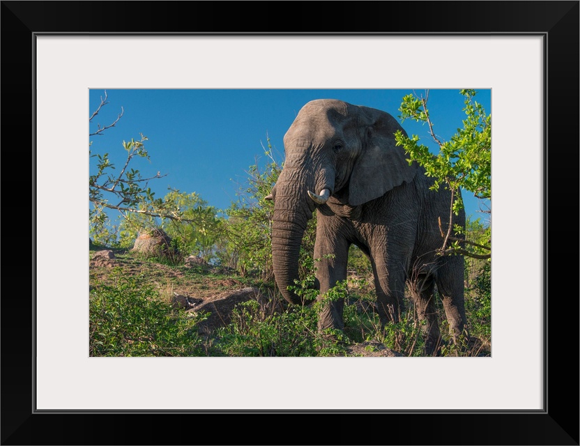 African Elephant (Loxodonta africana) in Kruger National Park, South Africa