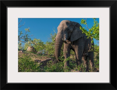 African Elephant In Kruger National Park