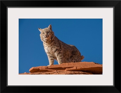 Bobcat On Sandstone Shelf In Monument Valley