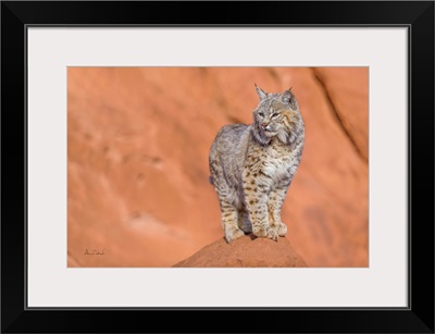 Bobcat Posing In Monument Valley