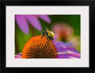 Bumblebee Pollinator