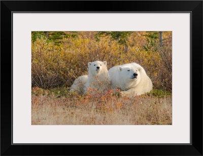 Curious Polar Bear Mother And Cub