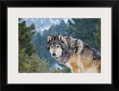 Gray Wolf In A Snowstorm