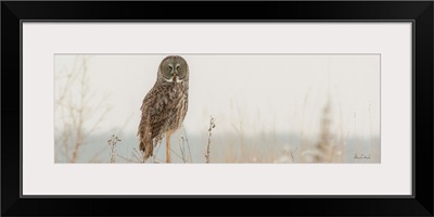 Great Gray Owl Hunting From A Post