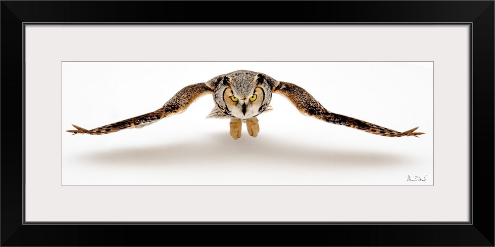 Adult Great Horned Owl (Bubo virginianus) in flight with shadow on snow, Southern Manitoba, Canada.