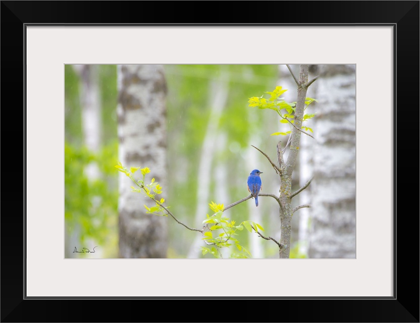 Male eastern bluebird in the rain near its woodland home.