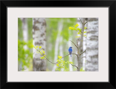 Male Eastern Bluebird In The Rain