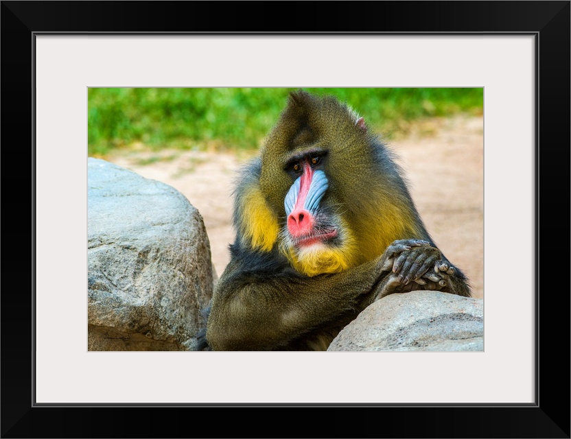 A male MANDRILL (Mandrillus sphinx), vulnerable in the rainforests of Africa relaxes in the Phoenix Zoo, Phoenix, Arizona,...