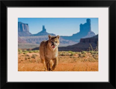 Mountain Lion Cub In Monument Valley