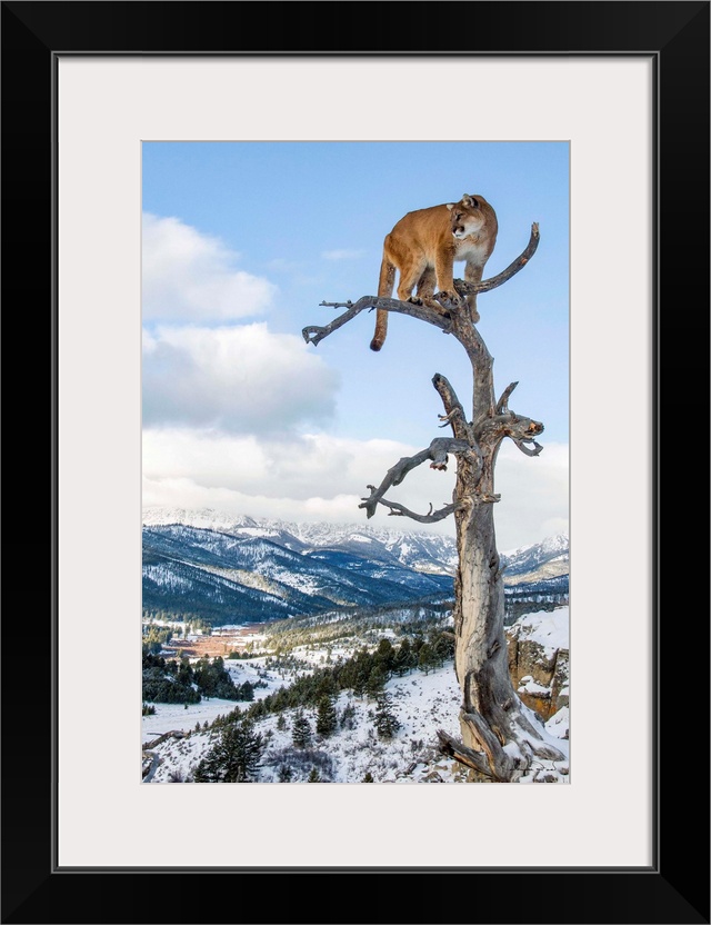 Mountain Lion (Felis concolor) portrait in tree near Bozeman, Montana, USA.