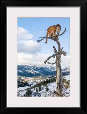 Mountain Lion On Dead Tree Perch