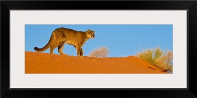 Mountain Lion On Desert Dunes