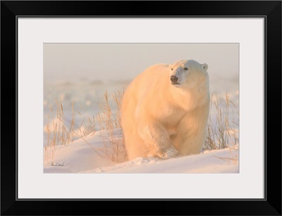 Polar Bear Glowing In Dawn Light