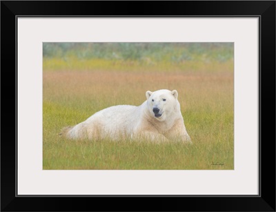 Polar Bear In Fog And Fall Grasses