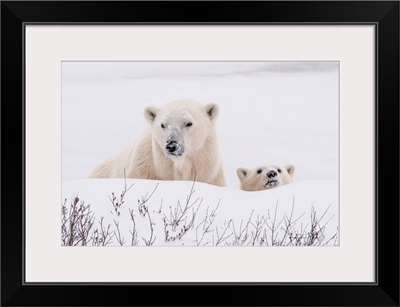 Polar Bear Mother And Cub Peer Over A Snow Bank