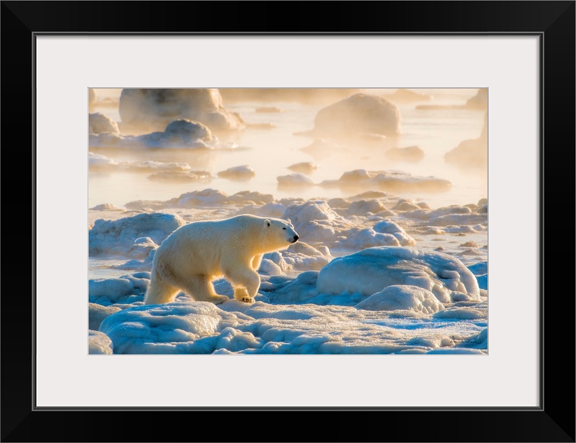 Polar Bear on Hudson Bay Coast, Manitoba, Canada bathed in the warm glow of dawn lighting up the fog.