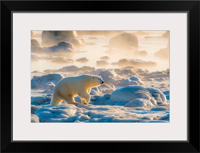 Polar Bear On Foggy Sea Ice