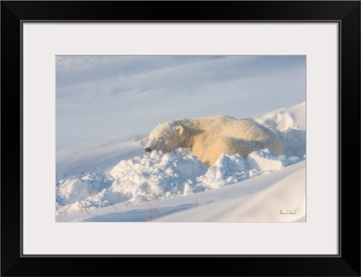 Polar Bear Resting After The Blizzard