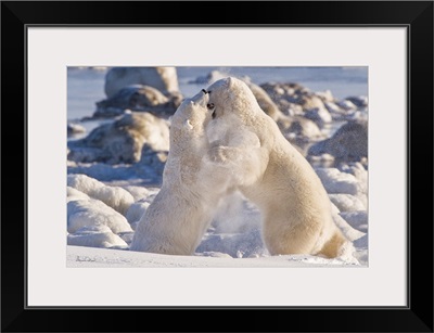 Polar Bears In A Wrestling Match