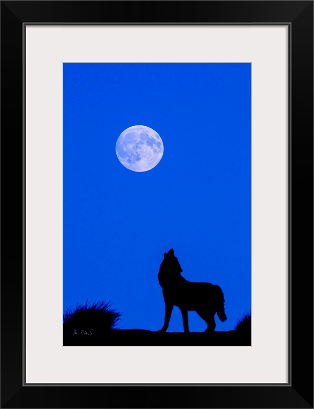 Composite of a captive grey wolf howling at the moon. Original moon in the photo replaced with detailed moon shot at the s...