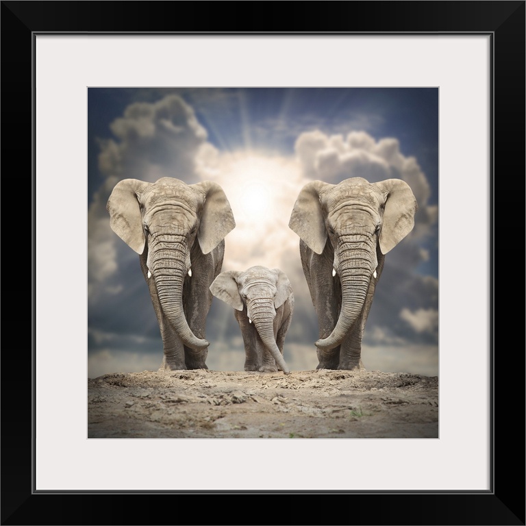 African elephant (Loxodonta Africana) family on a white background.