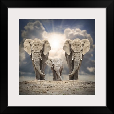 African Elephant (Loxodonta Africana) Family