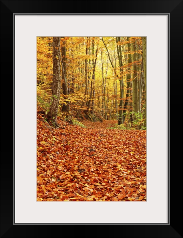 Autumn Forest, Poland