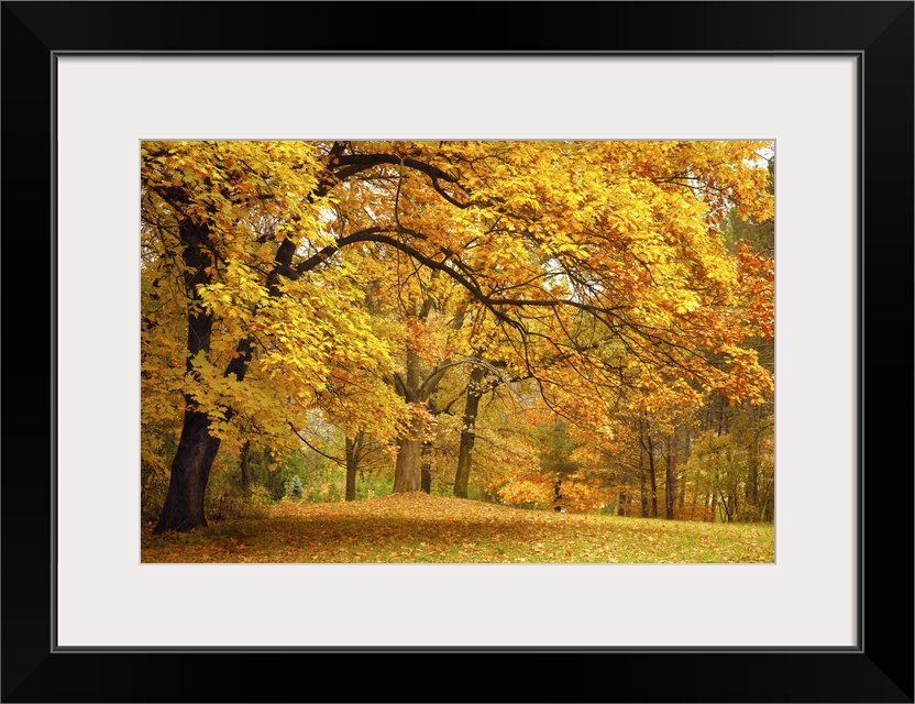 Autumn gold trees in a beautiful park.