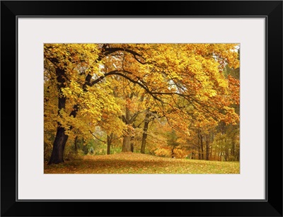 Autumn Gold Trees In A Park