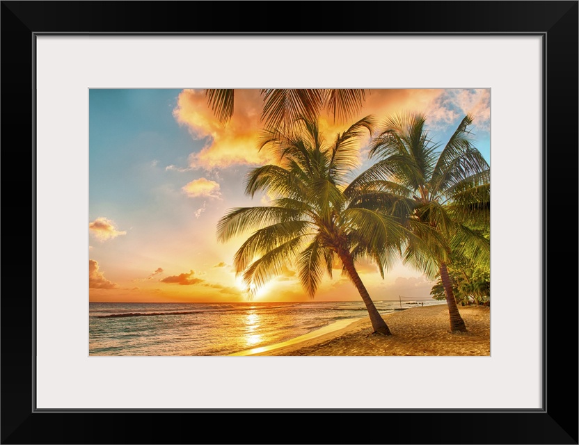 Beautiful sunset over the sea with a view at palms on the white beach on a Caribbean island of Barbados.