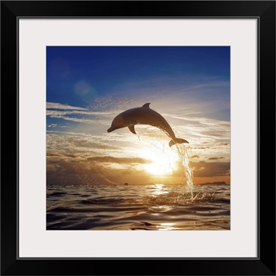 Beautiful Dolphin Jumping From Shining Water